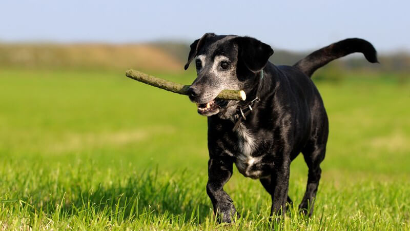 Schwarzer Hund mit Stock im Maul auf grüner Wiese