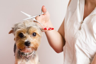 Haustiere - schön und teuer? Was die Deutschen für ihre Liebsten ausgeben