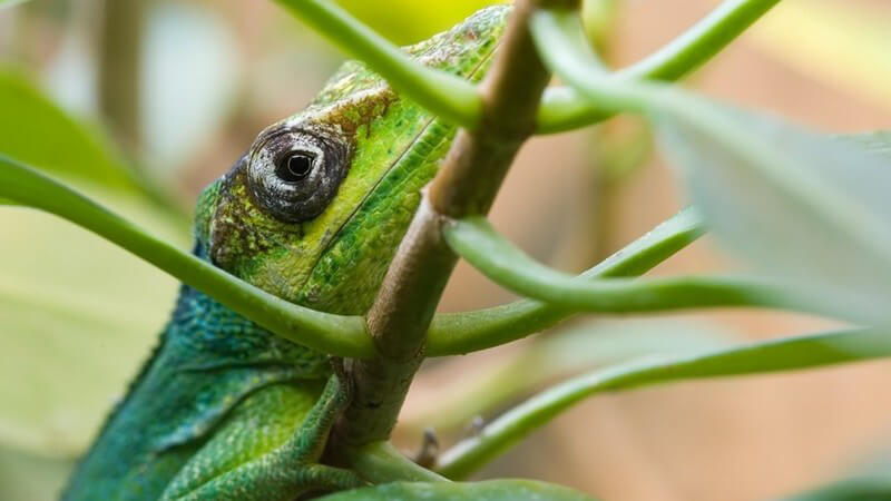 Grünes Reptil ähnlich wie ein Leguan klettert Ast mit grünen Blättern hoch