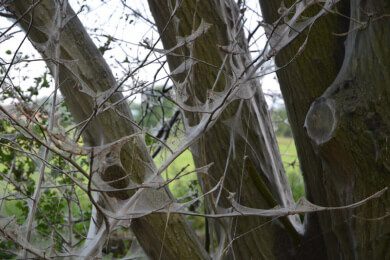 Gespenstische Mottengebilde in den Bäumen