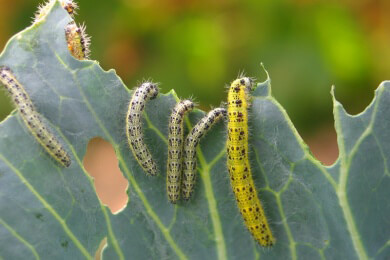 In Düsseldorf befinden sich statt der Schüler Raupen auf dem Schulhof