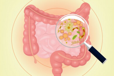 Immun-Abwehr: Darm kann Bakterien zählen
