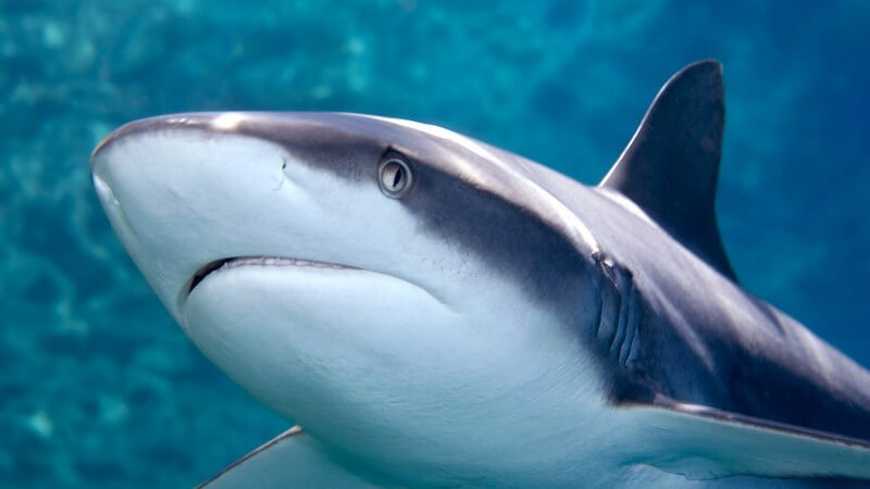 Nahaufnahme grauer Hai unter Wasser