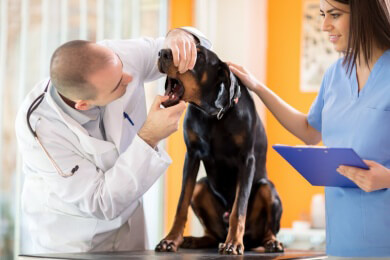 Auch Vierbeiner haben Wehwehchen - Das gehört in die Hausapotheke für Tiere