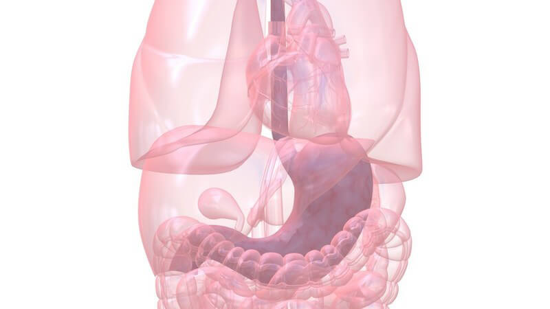 Grafik Organe mit Magen hervorgehoben