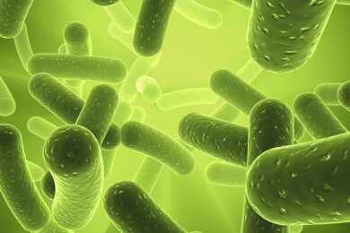 Gutartige Bakterien und das Immunsystem sagen Krankheitserregern den Kampf an