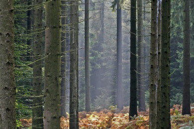 Mangelernährung als Ursache für Arthrose - Studie mit Elchen liefert den Beweis