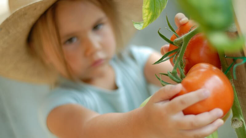 Kleines Mädchen mit Strohhut pflückt Tomaten von Strauch