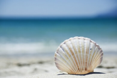 Illegale Mitbringsel aus Übersee: 39.000 Schmuggelversuche im letzten Jahr