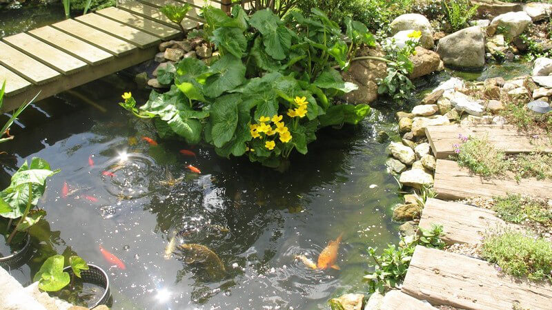 Teich mit Fischen im Garten, Holzbrücke, Steine