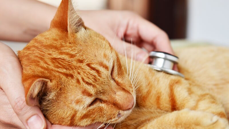 Katze beim Tierarzt wird abgehört und untersucht
