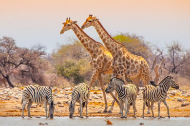 Eintrittspreise in die Nationalparks von Kenia werden etwa 20 Prozent teurer