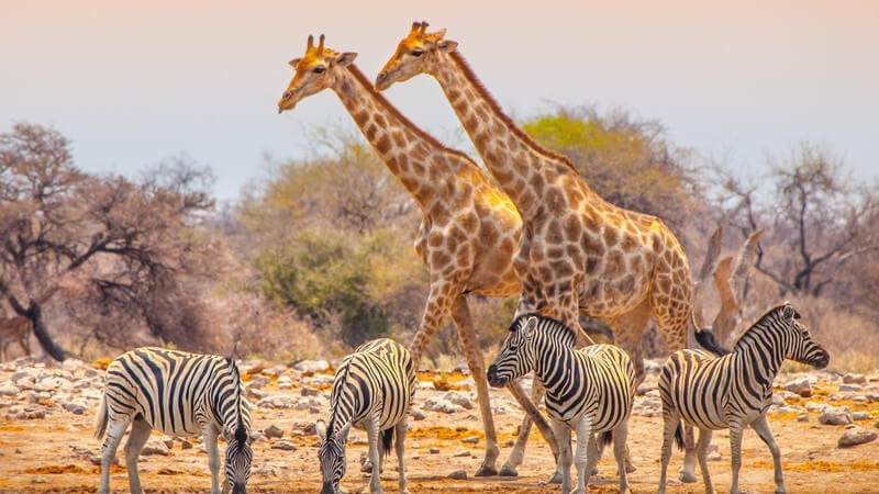 Vier Zebras trinken an einer Wasserstelle in der Savanne, hinter ihnen laufen zwei Giraffen