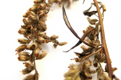 Allergiker gegen Ambrosia haben auch Probleme bei den Pollen der  Beifuß-Pflanze