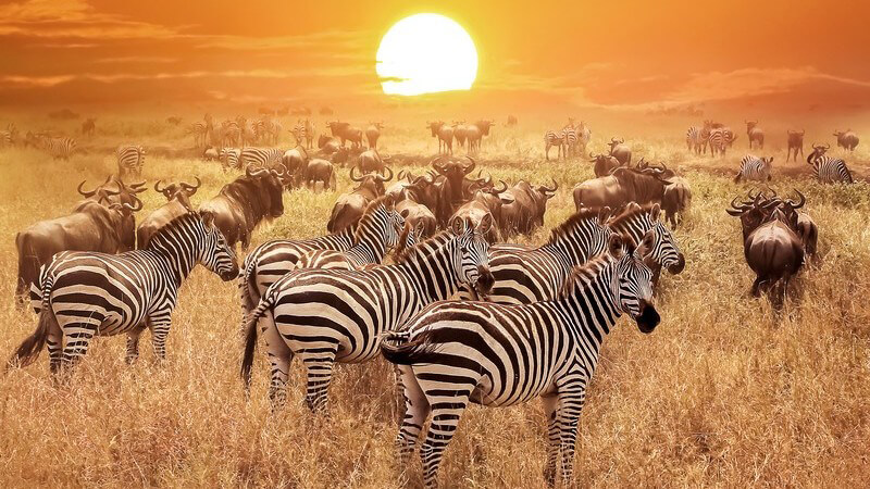 Zebras und Büffel bei Sonnenuntergang im Serengeti Nationalpark in Tansania