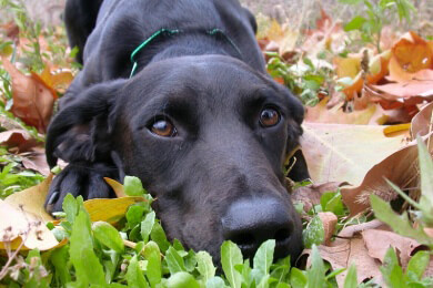 Hotel fur Vierbeiner