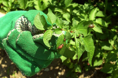 Käfer-Invasion in einem Dorf in Brandenburg kein Fall für Schädlings-Experten