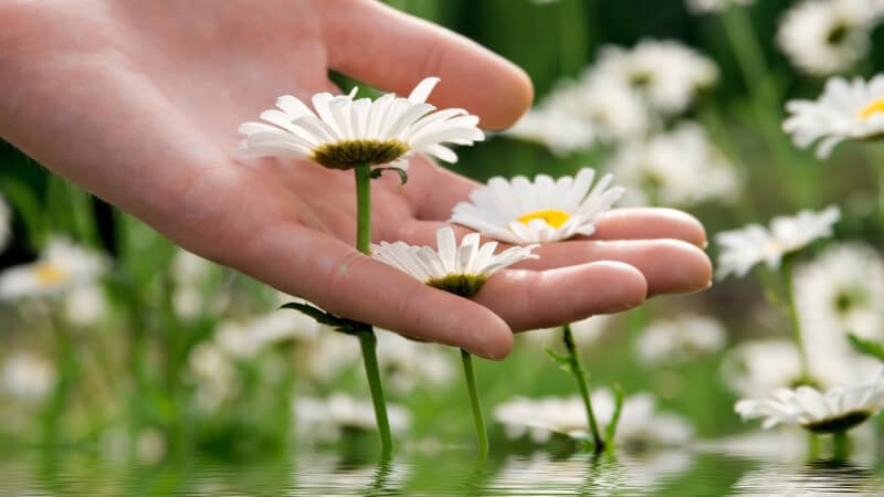 Handfläche unter weißen Blumen, die im Wasser stehen