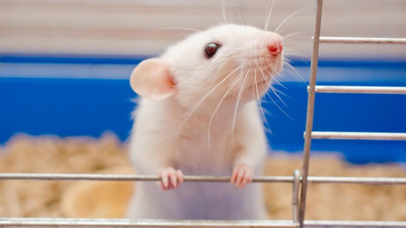 Weiße Ratte steht am offenen Gitter eines blauen Käfigs