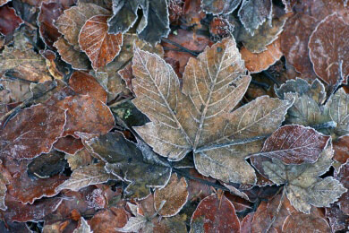 Bei Unfällen durch rutschiges Laub haftet der Hauseigentümer