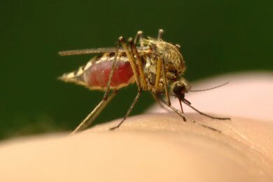 Der Virusinfektion Dengue-Fieber kann man nur mit guten Mückenschutz entgehen