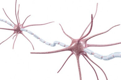 Auch Nervenzellen müssen trainiert werden