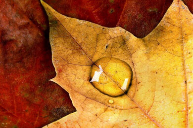 Herbst - Mehr gelbe als rot gefärbte Blätter?