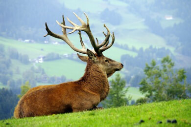 Welche heimischen Tiere man in der Uckermark beobachten kann