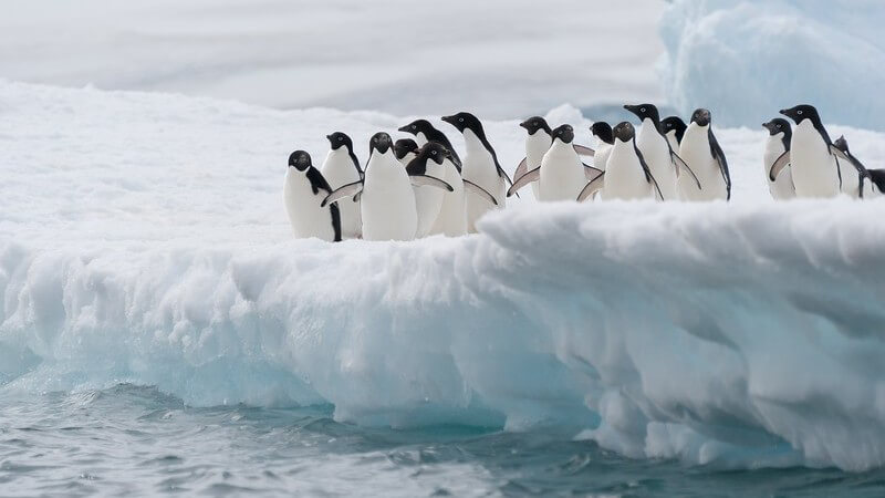 Gruppe von Adelie-Pinguinen am Eisberg, kurz vor dem Sprung ins Wasser