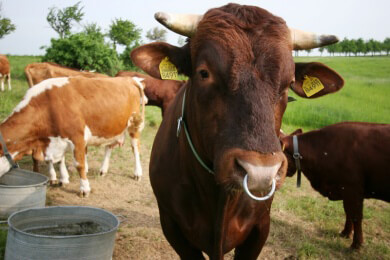 Die Rinderkrankheit Botulismus kann auch den Menschen befallen