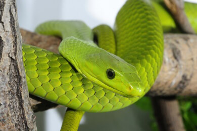 Schlangenfans sollten sich vor dem Kauf eines Tieres sehr gut informieren