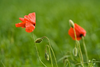Keine schlimme Behinderung - wer eine Rot-Grün-Blindheit hat, kommt trotzdem gut zurecht