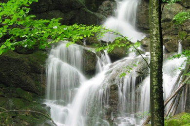 Die Zerstörung der Natur bringt der Menschheit einen jährlichen Schaden in Billionenhöhe
