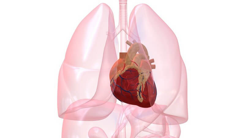 Grafik Organe mit Herz hervorgehoben