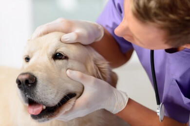 Der "Fetch Club" in New York - die Wellnessoase für Hunde