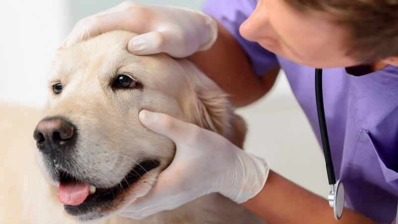 Tierarzt in lila Kasack untersucht einen Hund am Auge