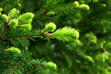 Zur Zeit ist saurer Regen nicht mehr so sauer
