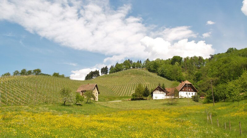 Schwarzwald, Sommerwiese mit Hütten
