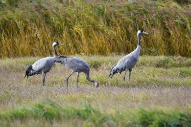 Auf Roten Liste der bedrohten Vogelwelt stehen etwa auch die Hälfte unserer heimischen Vögel