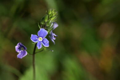 Die Blaue Süßlupine könnte als pflanzliche Eiweißquelle bald tierische Eiweiße ersetzen