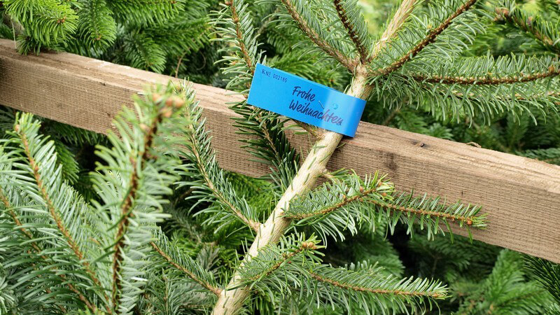 Nahaufnahme Tannenbäume zum Verkauf mit Schild, Aufschrift "Frohe Weihnachten"