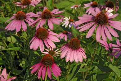 Nützt Echinacea bei Erkältung?