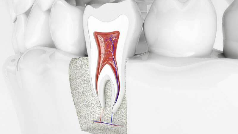 Kiefermodell mit Querschnitt eines Zahns bis hinunter zur Zahnwurzel