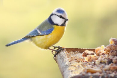 Jeder siebte Vogel im Winter in Deutschland ist eine Kohlmeise
