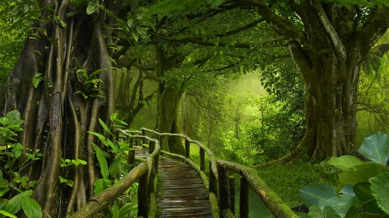 Brückenpfad durch einen dunklen grünen Urwald in Thailand