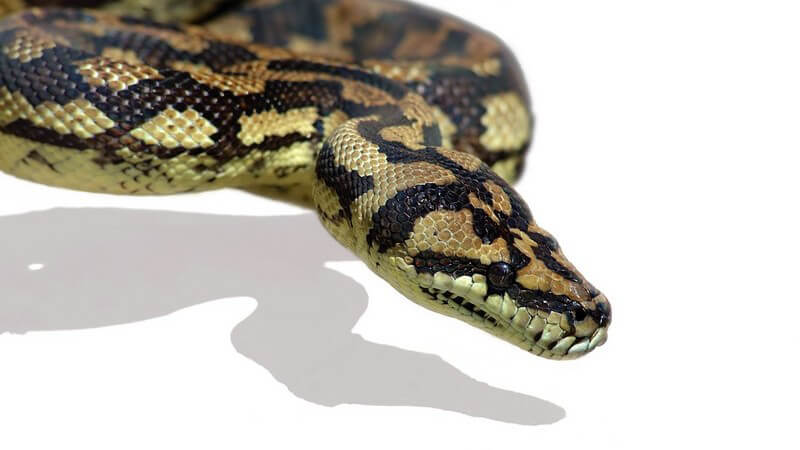 Nahaufnahme Pythonschlange auf weißen Hintergrund