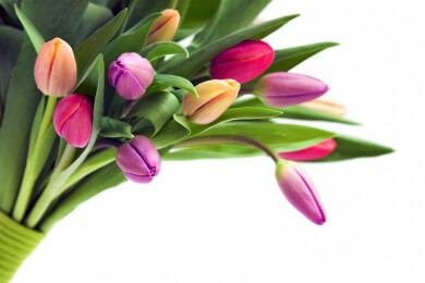 Niederländischer Blumenpark Keukenhof steht in diesem Jahr unter deutschem Motto