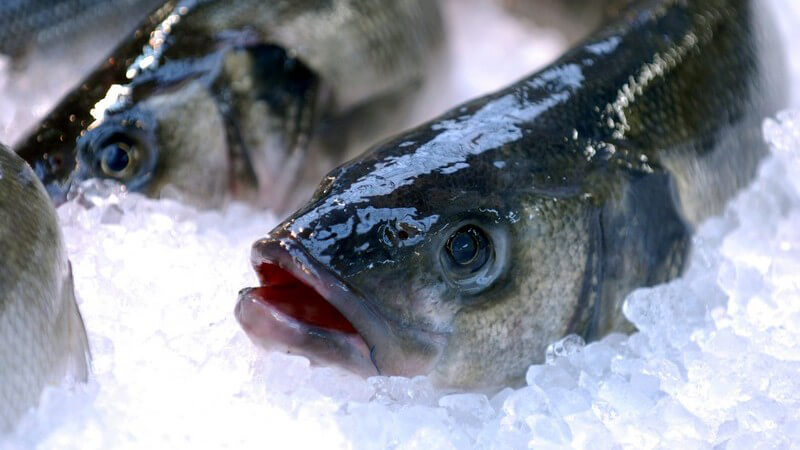 Nahaufnahme Frisch gefangener Fisch auf Eis