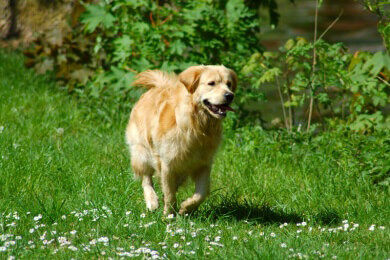 Hundebesitzer sollten bei ihren Tieren auf Allergien achten