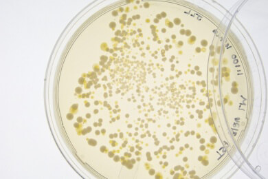 Hoffnung für Patienten mit Morbus Crohn - Genveränderte Bakterien können bei der Heilung helfen
